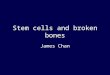 Stem cells and broken bones