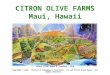 Citron Olive  Farms