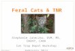 Health Care & Opportunities: Caring for Ferals