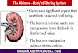 Avoid Dialysis- ESRD Natural Ayurvedic Treatment- Chronic Kidney Failure