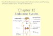 The Endocrine System - Chapter 13