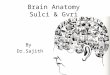 Anatomy of brain sulcus and gyrus - Dr.Sajith MD RD