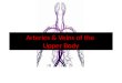 Arteries & veins of the upper body