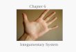 chapter 6: integumentary system