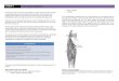 Clinical sports anatomy   sample chapter