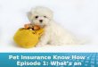 Pet insurance know how   episode 1 what’s an exclusion