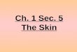 8th Grade Ch. 1 Sec. 5 The Skin
