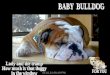 Baby bulldog