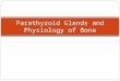 Parathyroid glands and physiology of bone