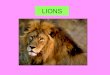 Lions (Leire)