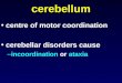 Motor system3 cerebellum