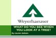 What Do You See When You Look At Tree (Pwr Pt)