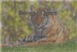 MAT PPT: Bengal Tiger