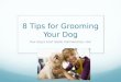 8 Tips for Grooming Your Dog