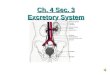 8th Grade Ch  4 Sec  3 Excretory System