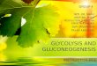 Glycolysis and gluconeogenesis