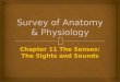 Survey of Anatomy & Physiology Chapter 11