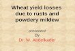Yield losses dou to wheat rusts and powdery