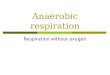 Anaerobic respiration 2