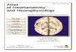 Netters Atlas de Neurologia