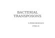 Bacterial Transposons