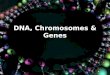 Dna, chromosomes & genes