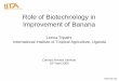 Role of Biotechnology in Improvement of Banana
