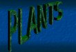 Plant Review