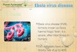 Ebola virus — causes, symptoms, diagnosis, treatment, prognosis and prevention