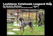 Catahoula Leopard Dog Report