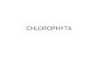 CHLOROPHYTA. Chlorophyta 1. Boven: waterbloei van Cyanophyta, onder: waterbloei van Botryococcus (Chlorophyta!). Door de aanwezigheid van caroteno¯den