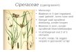Ciperaceae (cypergrassen) •Monocotyl •Bladeren in 3 rijen ingepland, vaak ‘gekield’, soms ruwe rand •Stengel vaak opvallend driekantig, zonder knopen •Bloemen