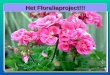 Het Floraliaproject!!! Het Floraliaproject!!! Afd. Walcheren De Geranium → Pelargonium. Vaste tuinplant → potplant…