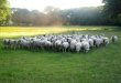 Landschapszorg ABL zet zich in voor het ecologisch beheer van landschappen en domeinen, hoofdzakelijk door begrazing met schapenkuddes en voor het organiseren