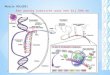 Een aardig overzicht waar het bij DNA en RNA om draait. Module: Molgen1 1 Module MOLGEN1