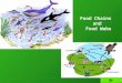 Food chains and food webs final