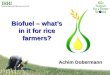 Biofuels  - what is in it for rice farmers?