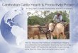 Cambodian Cattle Health & Productivity Project- A Long Term, Locally Sustainable Solution To Poverty