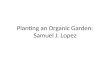 Planting An Organic Garden