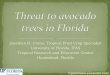 Threat to Avacado Trees in Florida