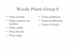 Woody Plants Group 8