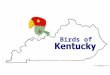 Birds Of Kentucky