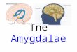 The Amygdala: Julie & Eva D