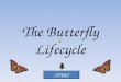 Butterfly lifecycle  primary with small quiz interactive element