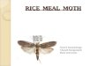 Rice meal moth