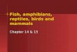 Chapter 14 & 15- fish, anphibians, reptiles, birds, mammals