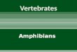 Amphibians notes