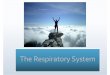 4.1 Respiratory System