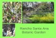 Rancho santa ana botanic garden2