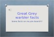 Great grey warbler facts
